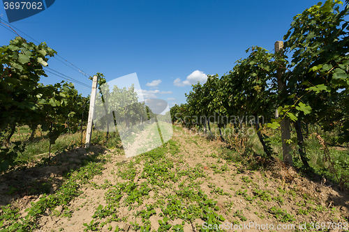 Image of Vineyards under Palava. Czech Republic