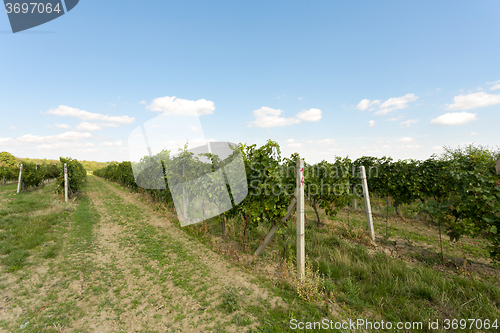 Image of Vineyards under Palava. Czech Republic