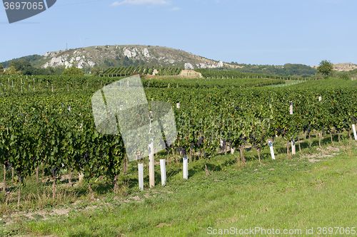 Image of Vineyards under Palava. Czech Republic