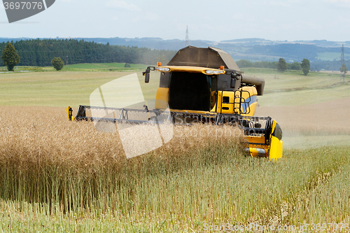 Image of combine harvesting rape