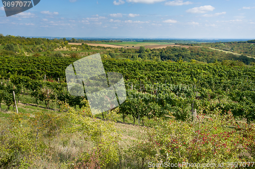 Image of Vineyards under Palava. Czech Republic