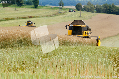 Image of combine harvesting rape