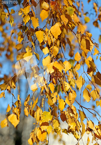 Image of Beautiful yellow leaves  