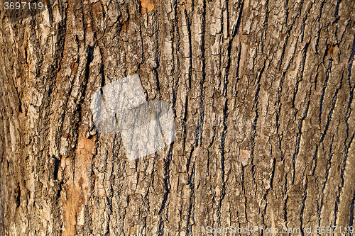 Image of  bark of the oak tree 