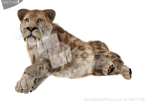 Image of Big Cat Sabertooth