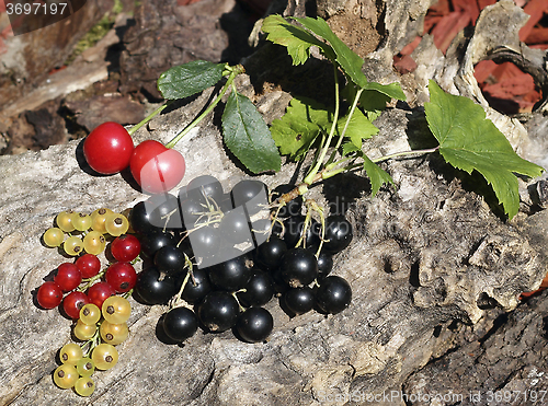 Image of Ripe garden berries