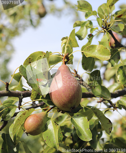 Image of Ripe pear on branch