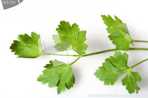 Image of Flat-leafed parsley