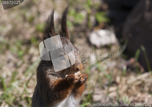 Image of squirrel eating sunflower seeds