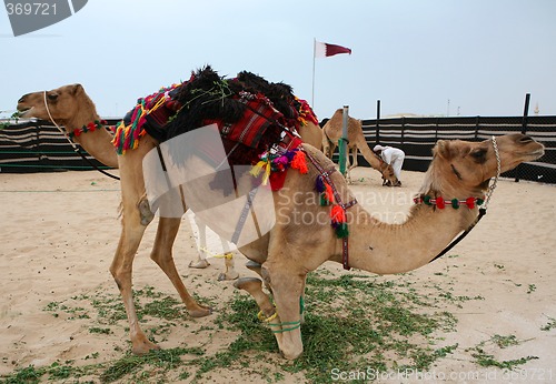 Image of Hobbled camels