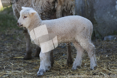 Image of lamb