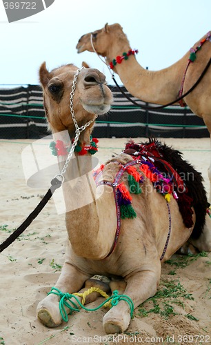 Image of Camel pair