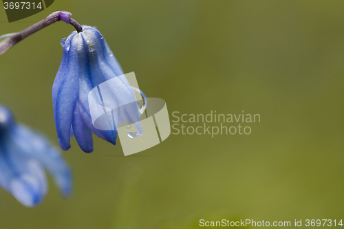 Image of blue scilla after rain