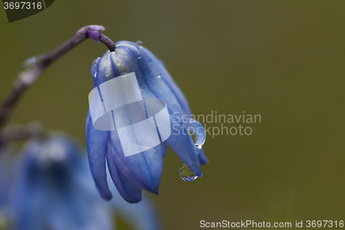 Image of scilla