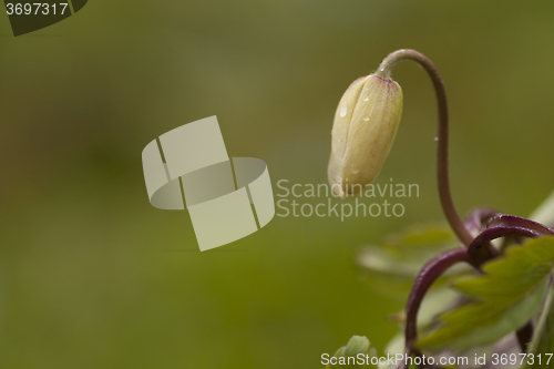 Image of wood anemone