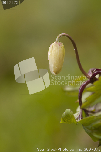 Image of wood anemone