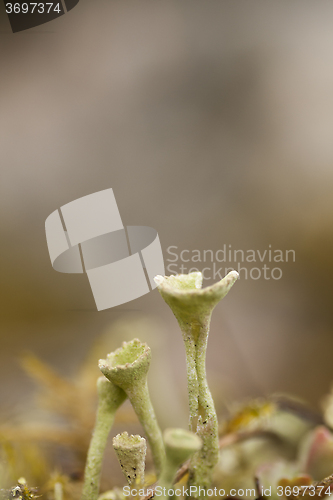 Image of moss flower