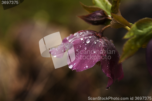 Image of helleborus