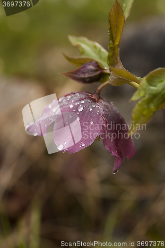 Image of helleborus