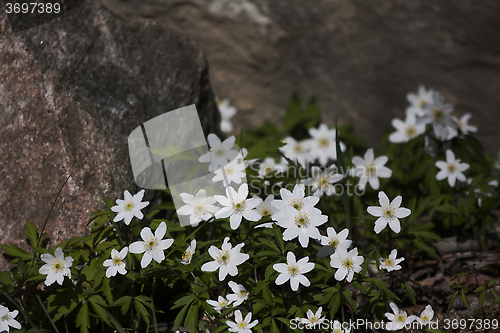 Image of wood anemone