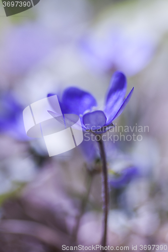 Image of hepatica nobilis