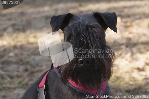 Image of schnauzer face