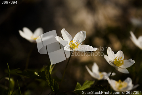 Image of anemone nemorosa