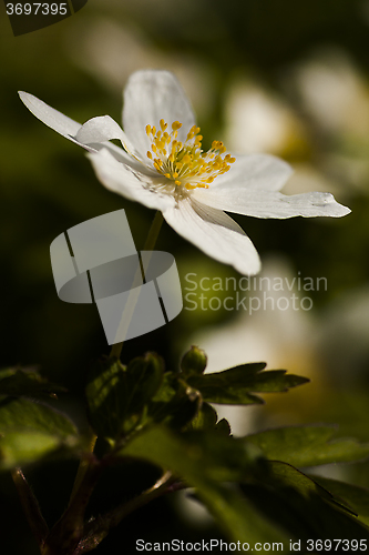 Image of wood anemone