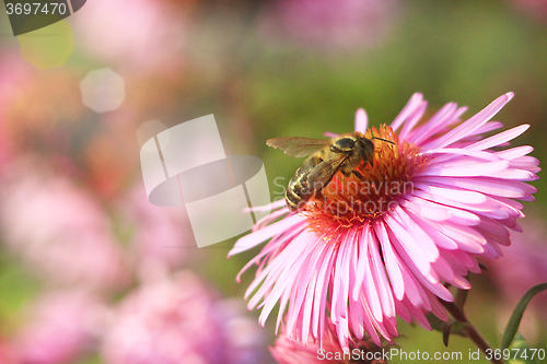 Image of bee sits on the asters 