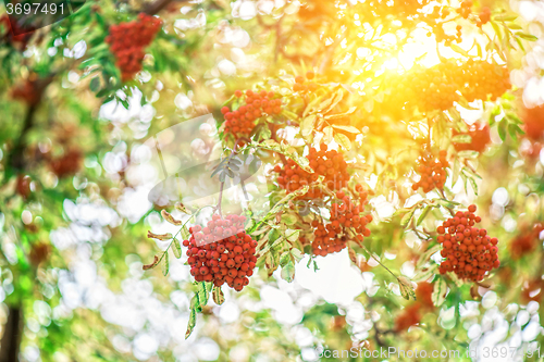 Image of rowan-tree with rowanberry