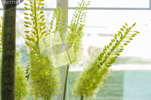 Image of Abstract of Green Succulent Plant in Window