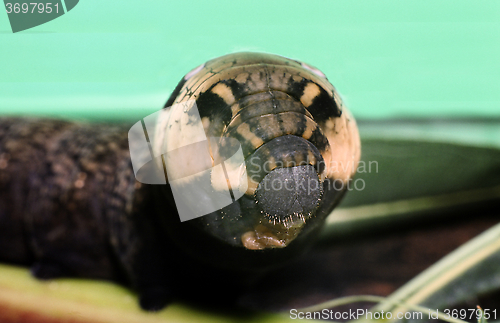 Image of Caterpillar of Elephant Hawk moth. Deilephila Elpenor.