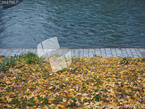 Image of River bank in autumn