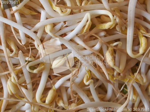 Image of Mung bean sprouts vegetables