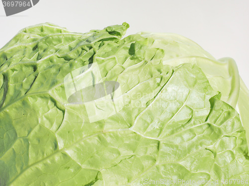 Image of Green cabbage vegetables