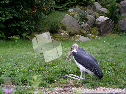 Image of adjutant on grass