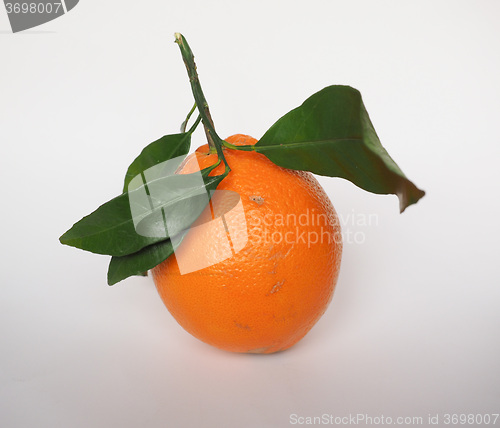 Image of Orange fruit