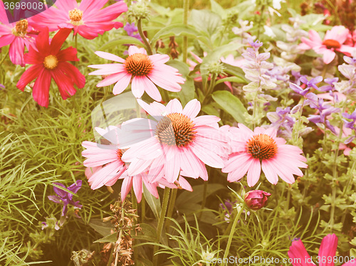 Image of Retro looking Daisy flower