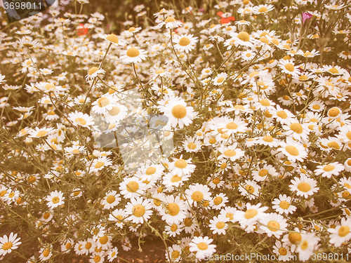 Image of Retro looking Camomile flower