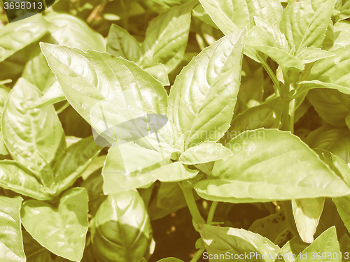 Image of Retro looking Basil picture