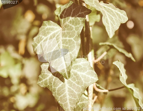 Image of Retro looking Ivy picture