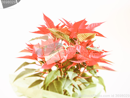 Image of Retro looking Poinsettia Christmas star