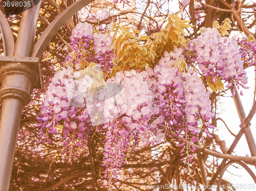 Image of Retro looking Wisteria