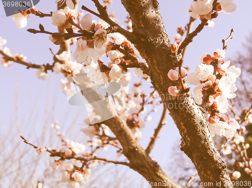 Image of Retro looking Fruit tree flowers