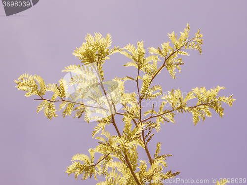 Image of Retro looking Carob tree