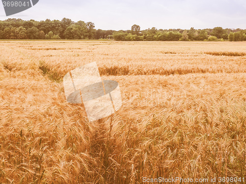 Image of Retro looking Barleycorn field