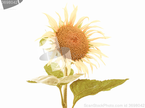 Image of Retro looking Sunflower flower