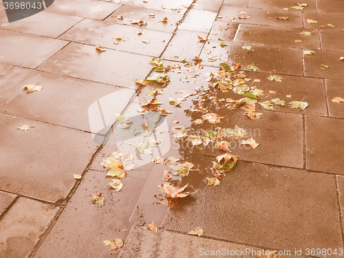 Image of Retro looking Leaves on pavement