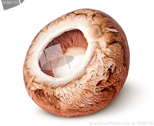 Image of Cap on a brown champignon rotated