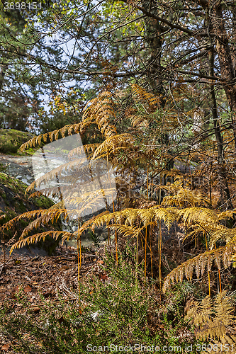 Image of Autumn Forest